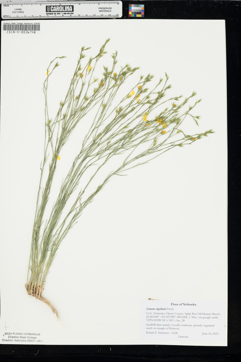 Linum rigidum var. simulans