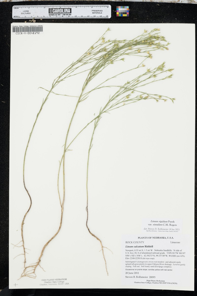 Linum rigidum var. simulans photo 2