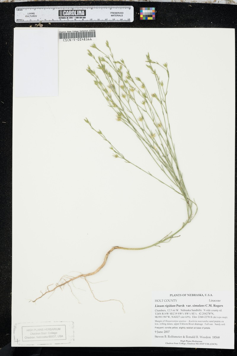 Linum rigidum var. simulans photo 3