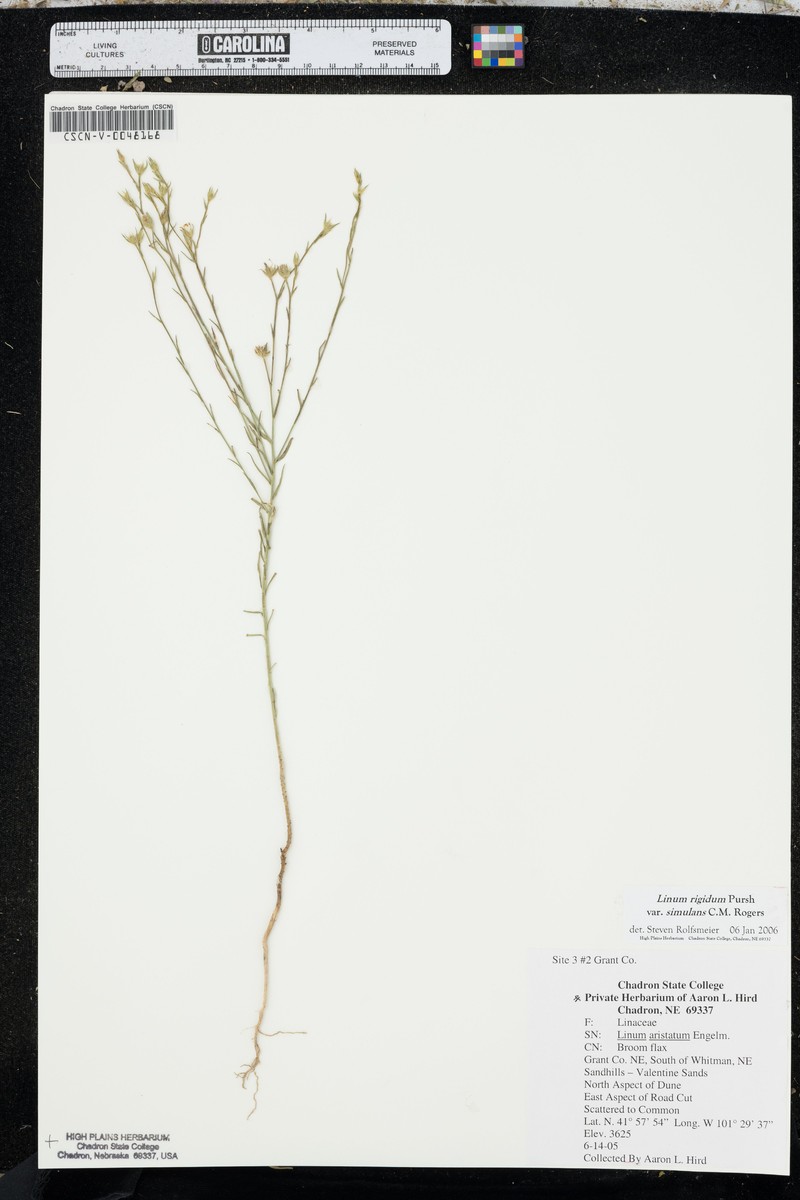 Linum rigidum var. simulans photo 4
