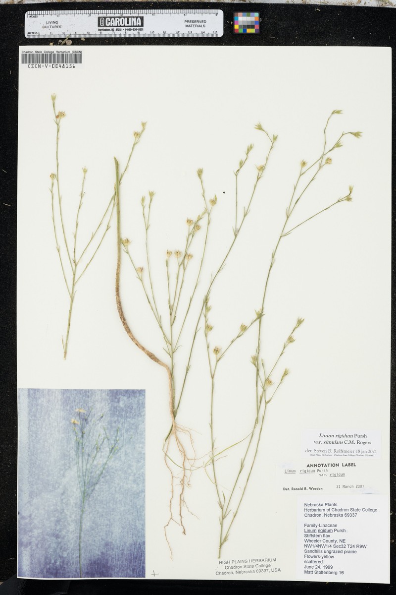 Linum rigidum var. simulans photo 5