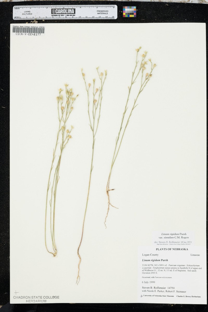 Linum rigidum var. simulans photo 6