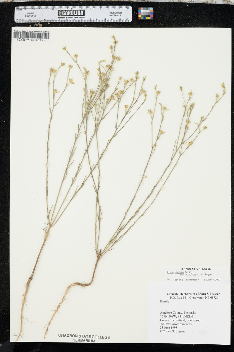 Linum rigidum var. simulans photo 7