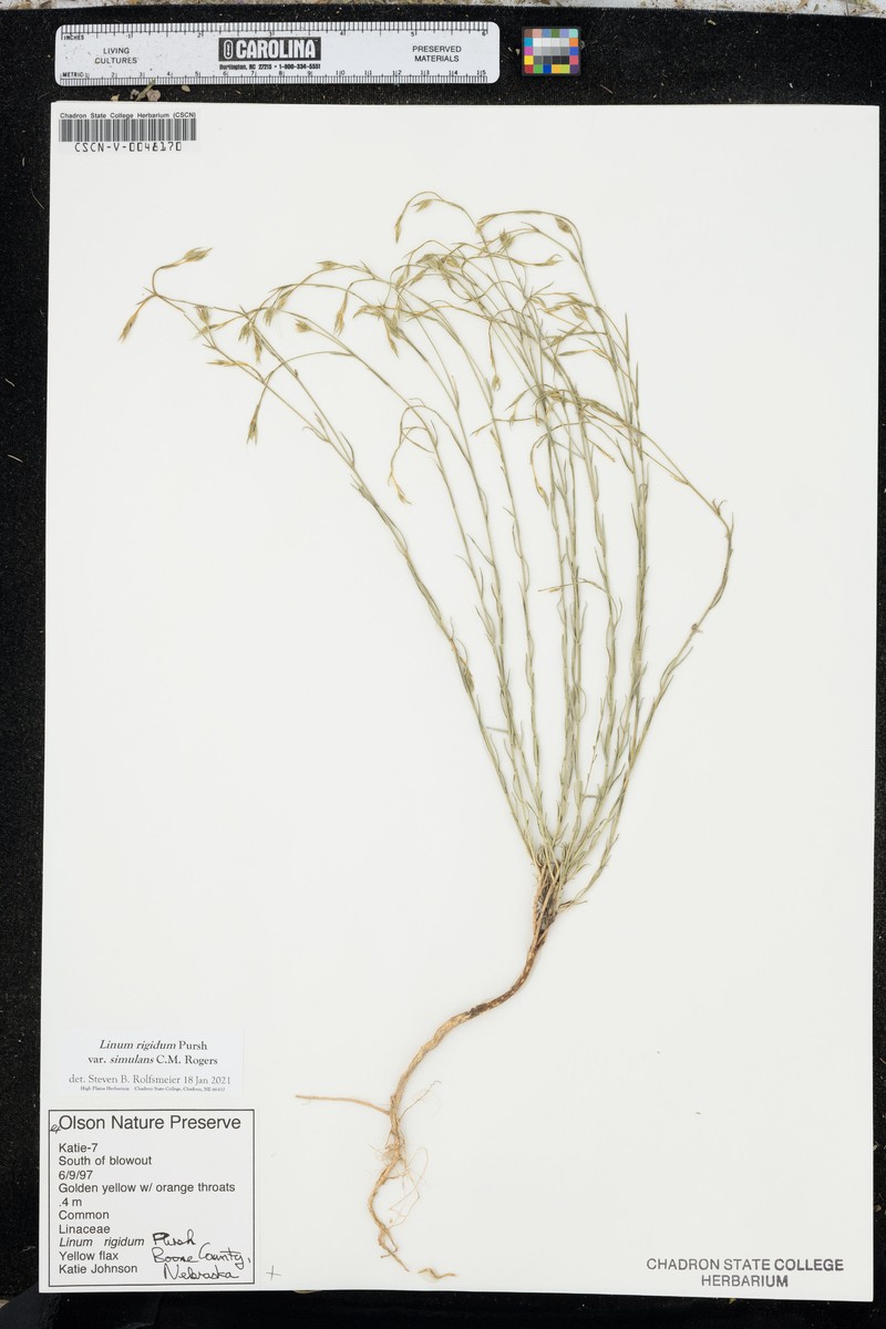 Linum rigidum var. simulans photo 8