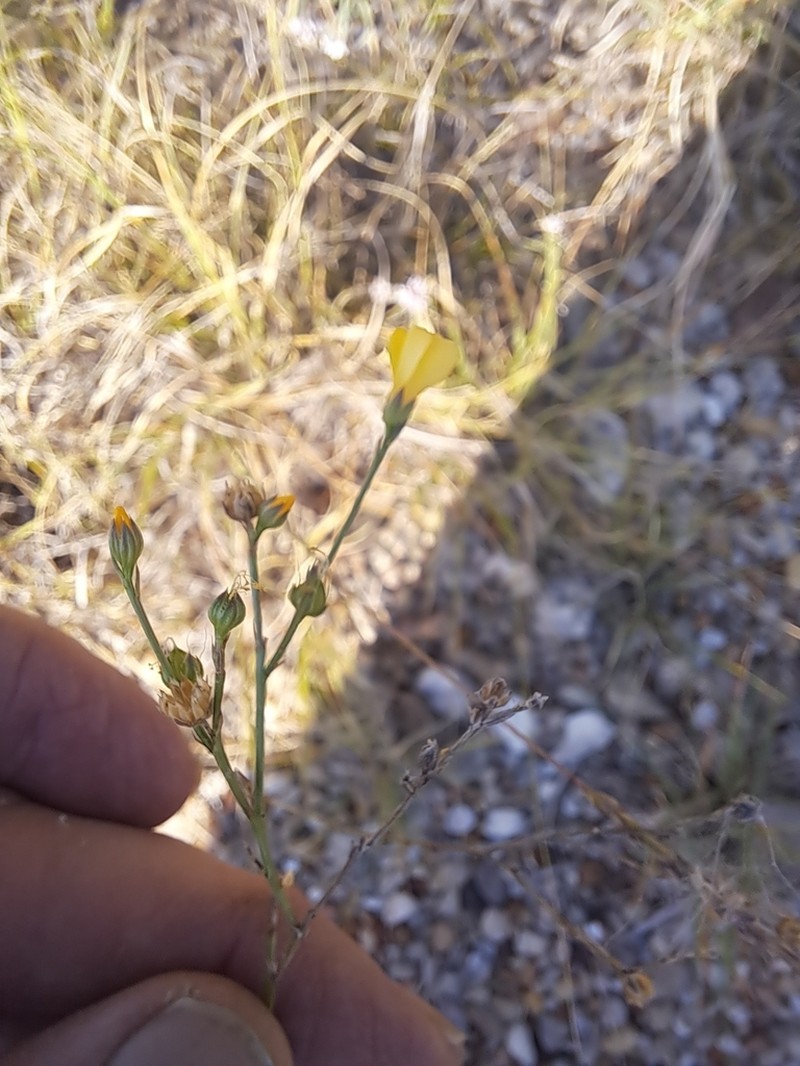 Rock Flax