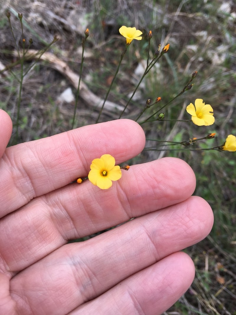 Rock Flax photo 2