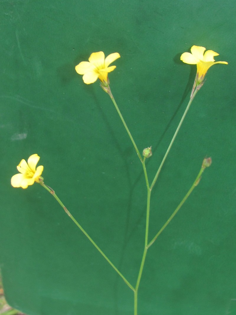 Rock Flax photo 3