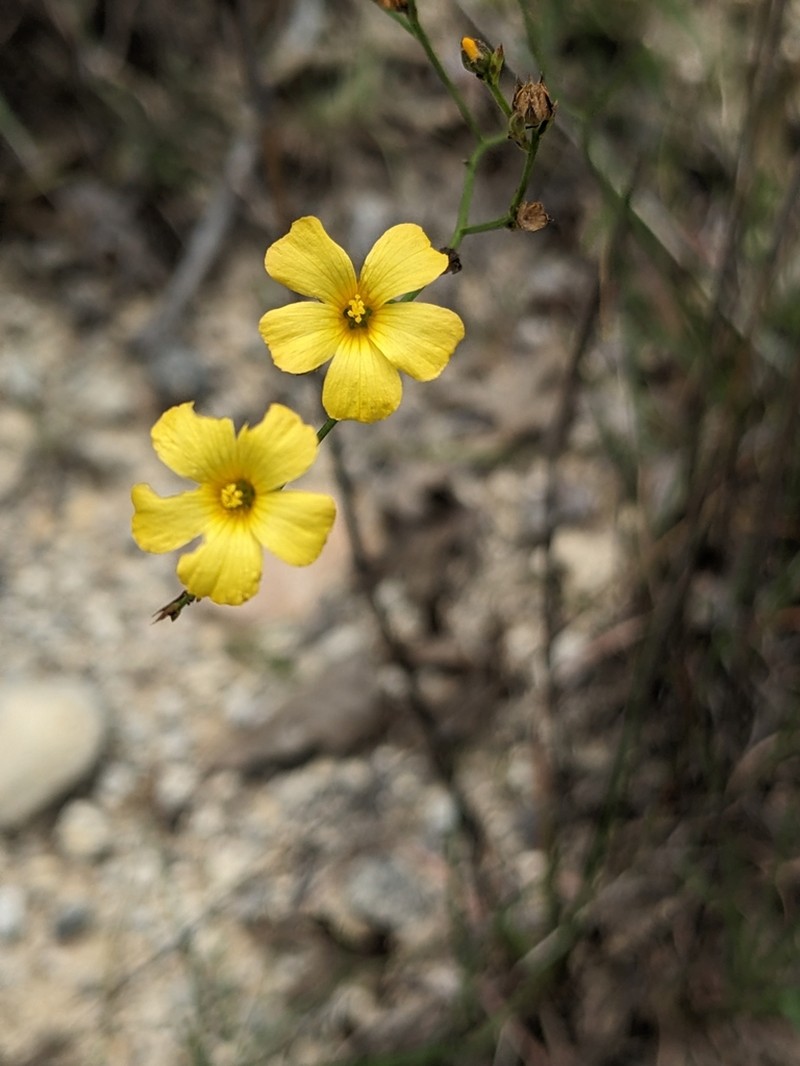 Rock Flax photo 4