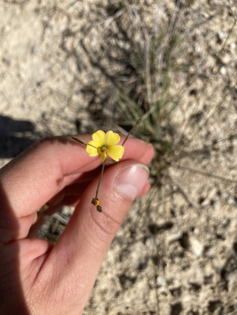 Rock Flax photo 5