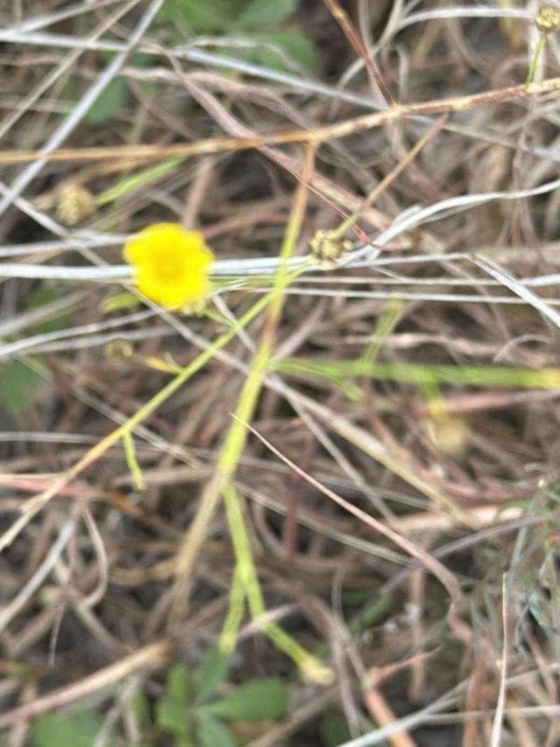 Rock Flax photo 6
