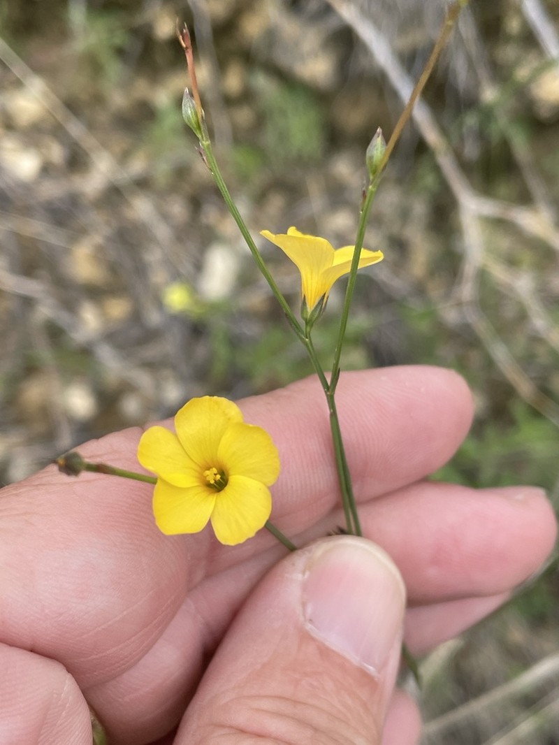 Rock Flax photo 7