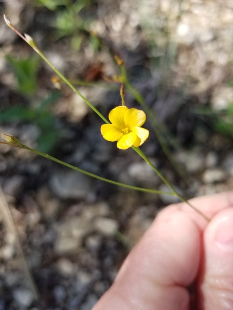 Rock Flax photo 8