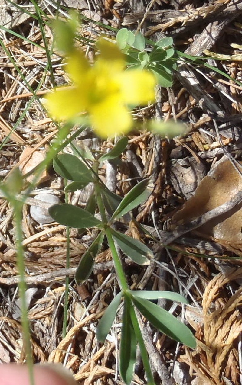 Schied's Flax