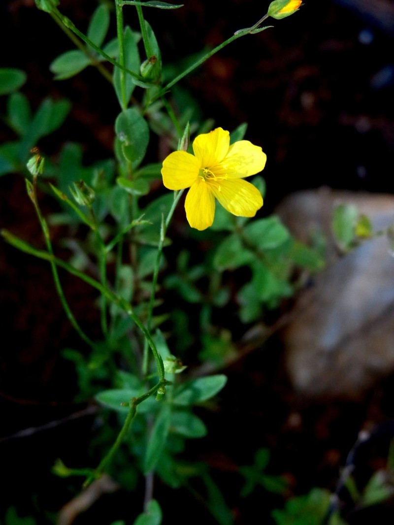 Schied's Flax photo 2