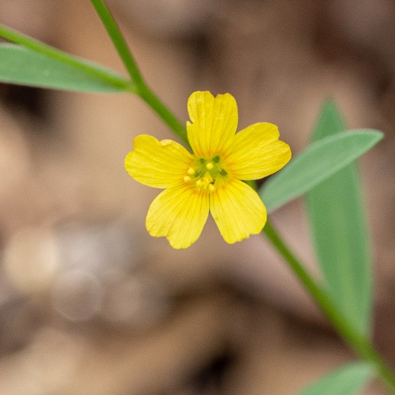 Schied's Flax photo 3