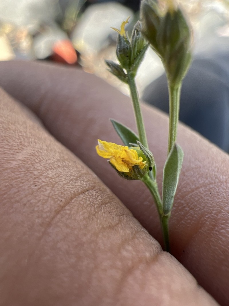 Schied's Flax photo 5