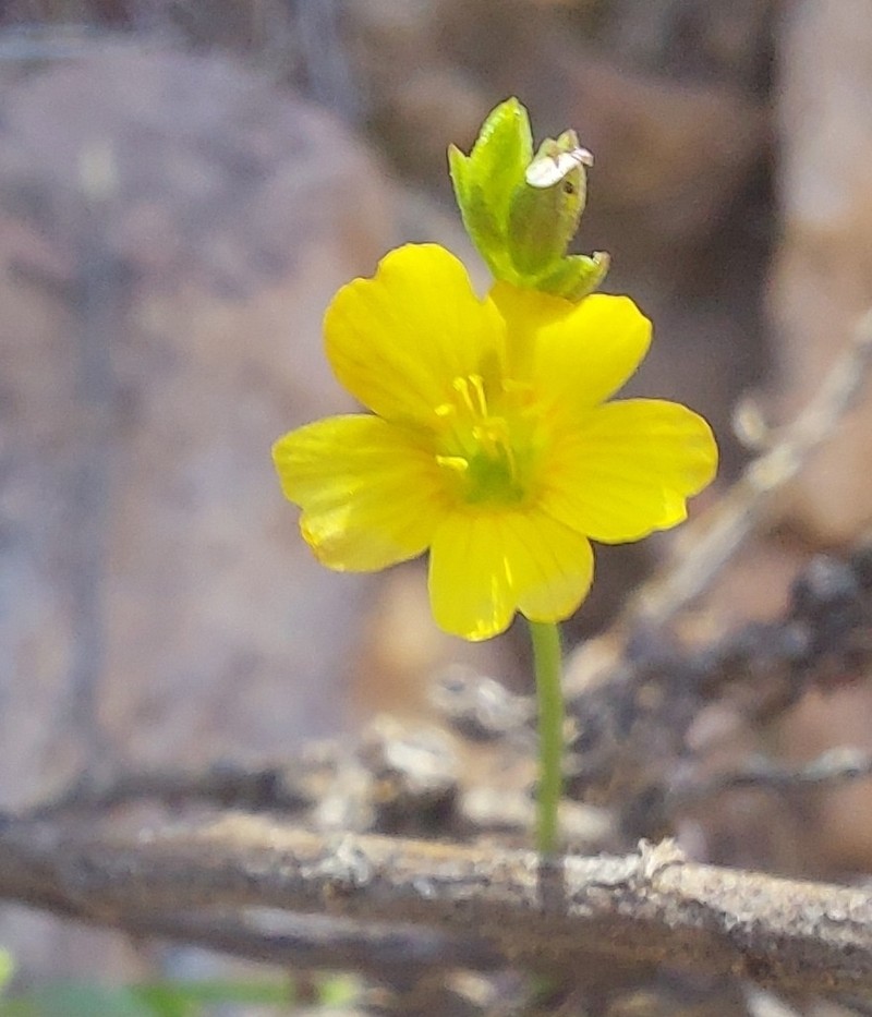 Schied's Flax photo 6