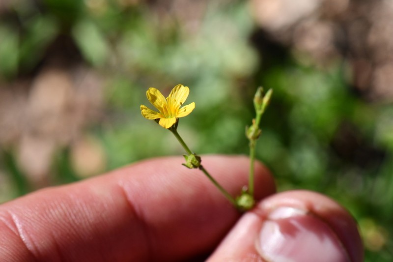 Schied's Flax photo 7