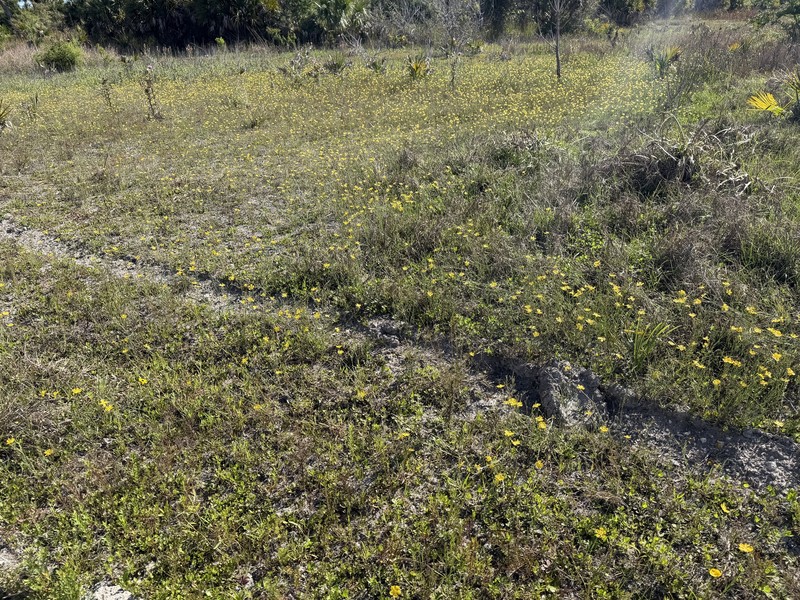 Linum smallii