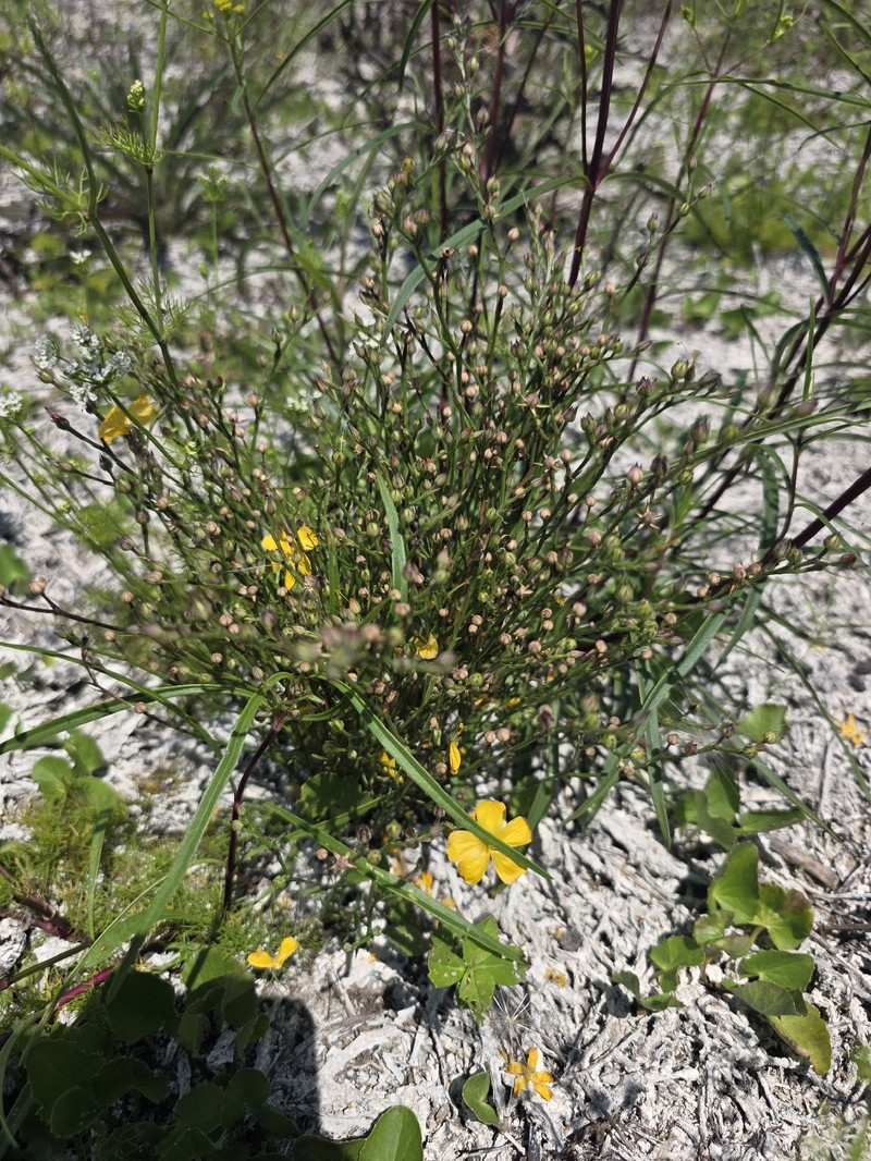 Linum smallii photo 2
