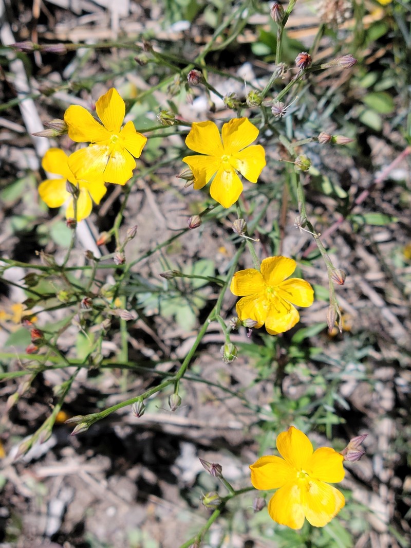 Linum smallii photo 3