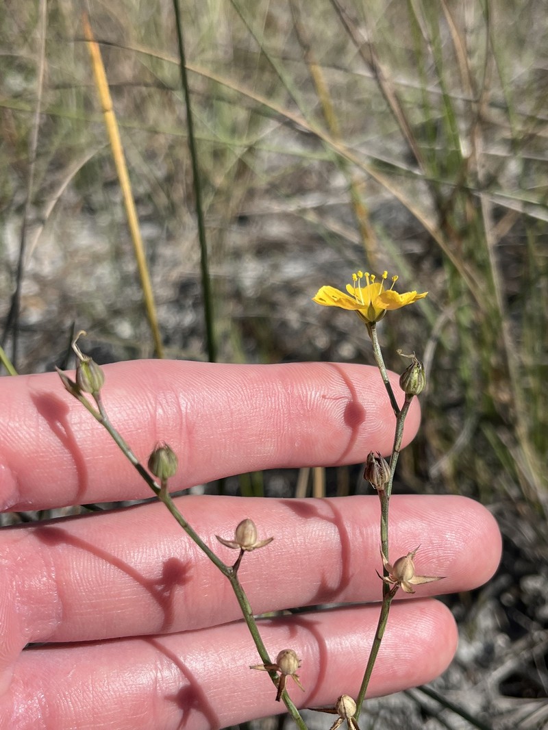 Linum smallii photo 4