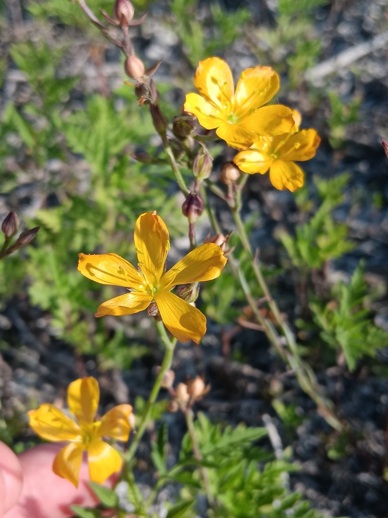 Linum smallii photo 5