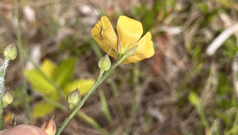 Linum smallii photo 6