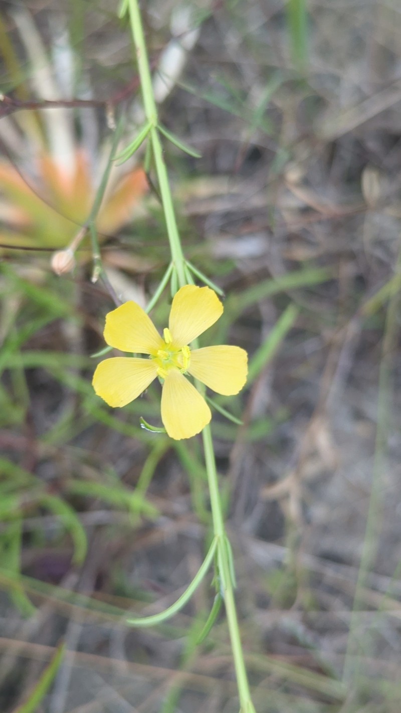Linum smallii photo 7