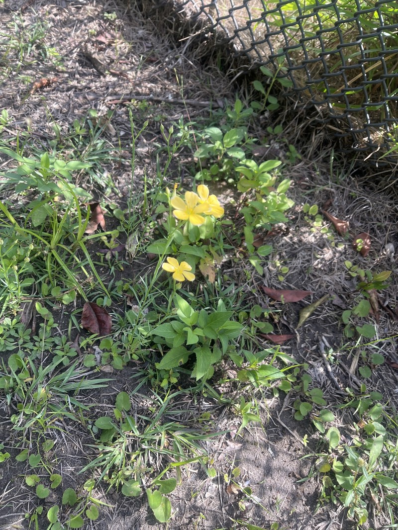 Linum smallii photo 8