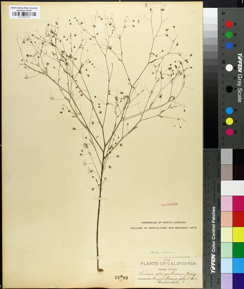 Slender Dwarf-Flax photo 2