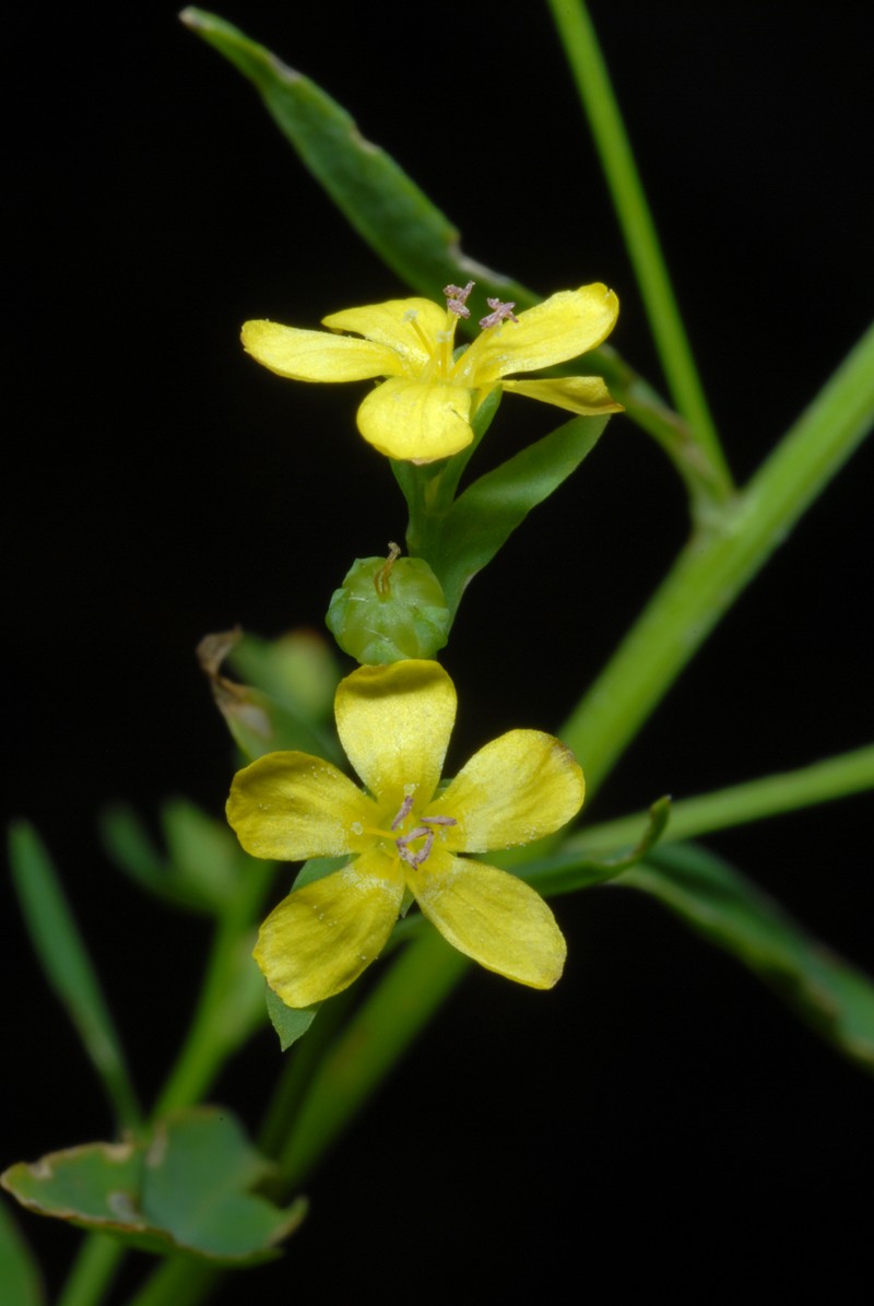 Ridged Yellow Flax photo 3