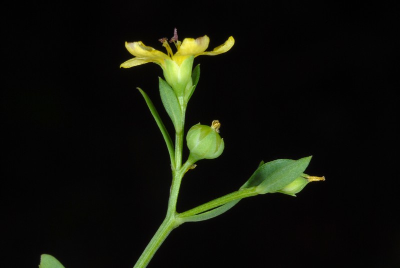 Ridged Yellow Flax photo 4