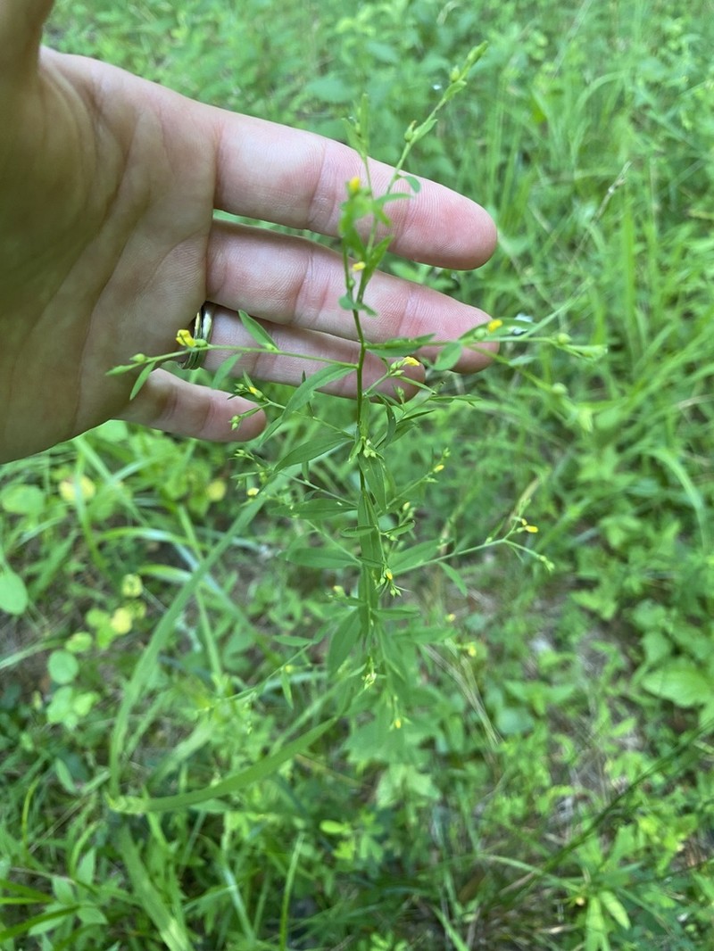 Ridged Yellow Flax