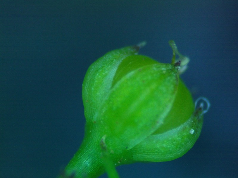Ridged Yellow Flax photo 5