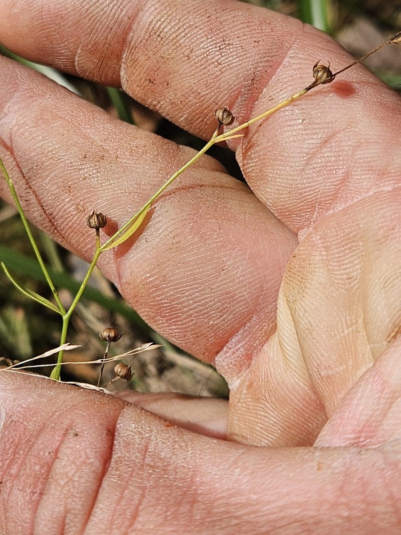 Ridged Yellow Flax photo 7