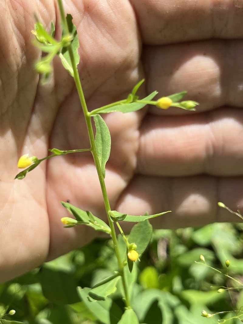 Ridged Yellow Flax photo 8