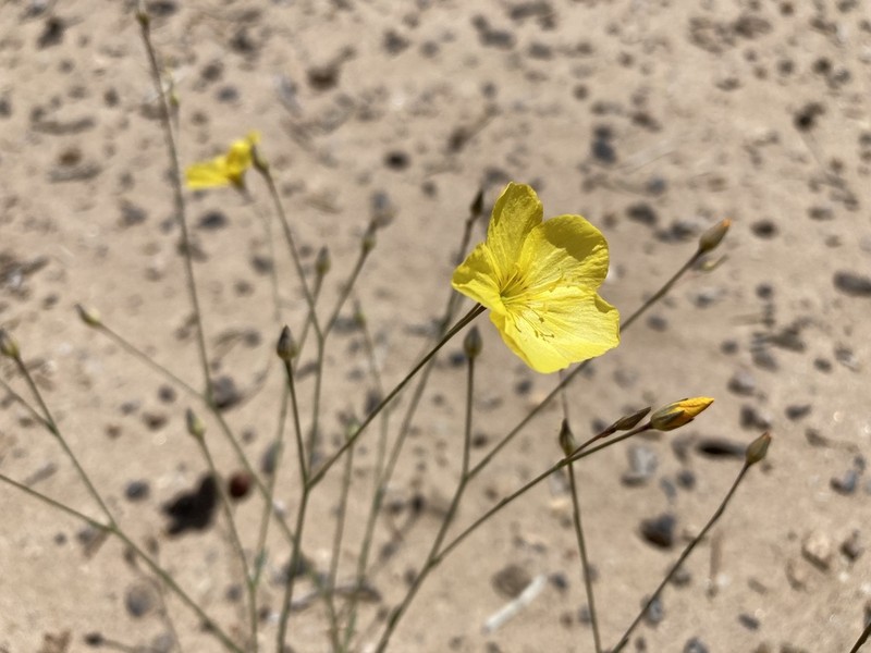 Sprucemont Flax
