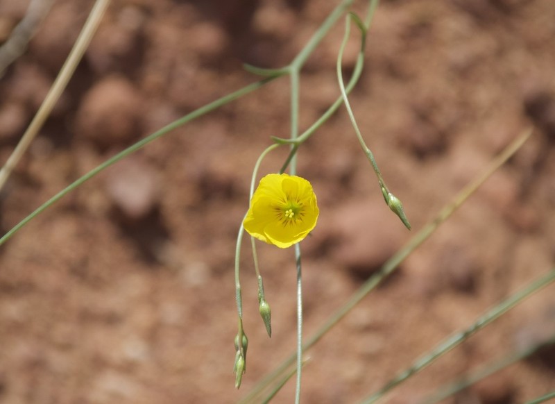 Sprucemont Flax photo 2