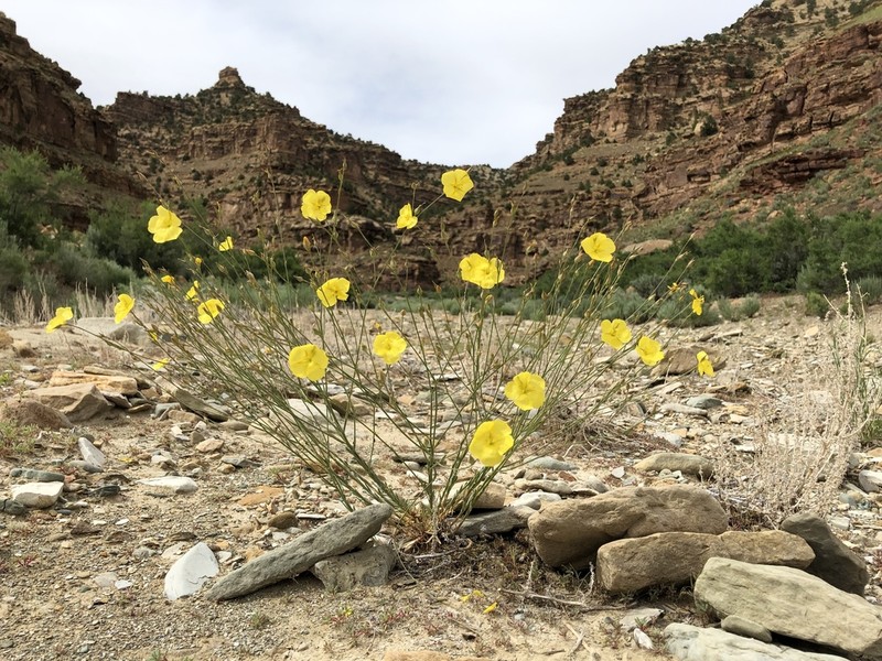 Sprucemont Flax photo 3