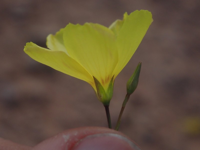 Sprucemont Flax photo 4