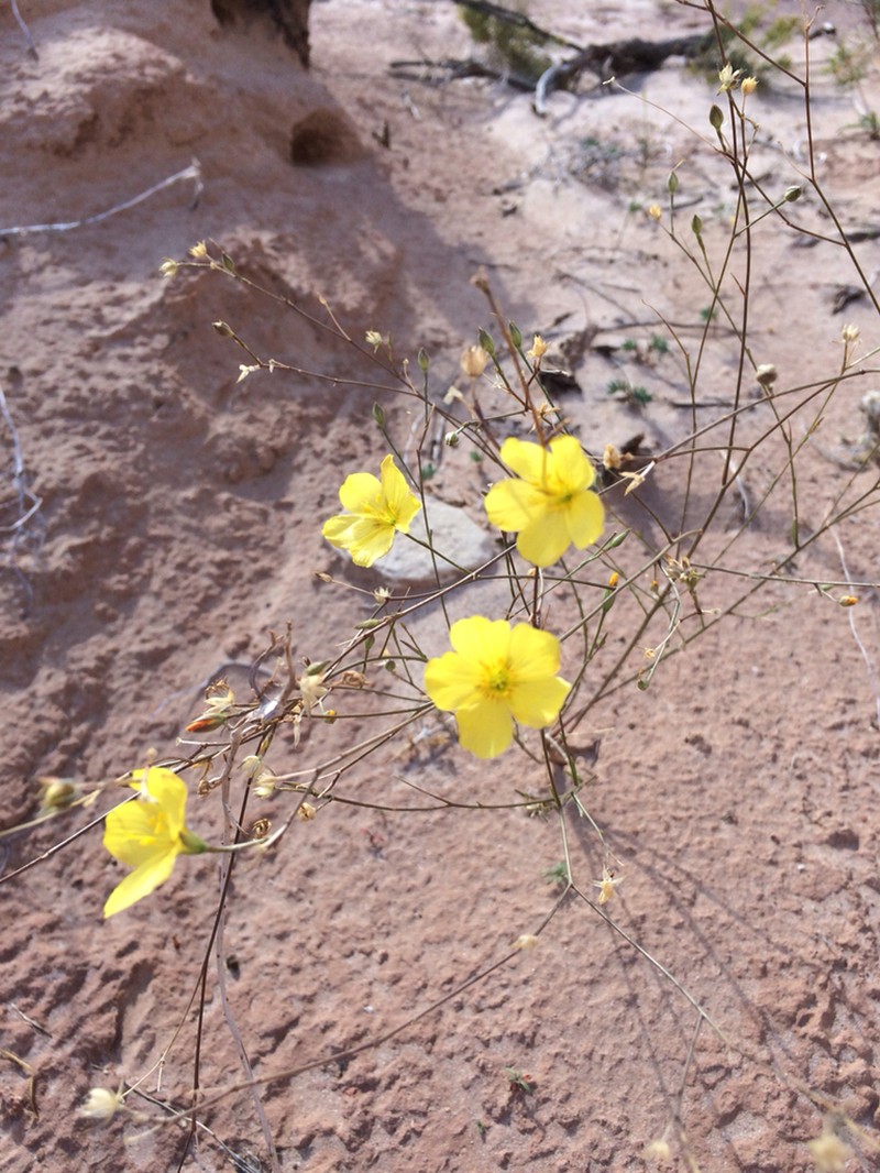 Sprucemont Flax photo 5