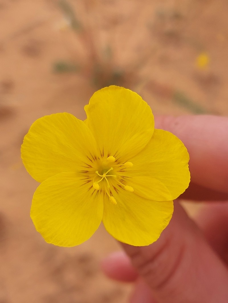Sprucemont Flax photo 6