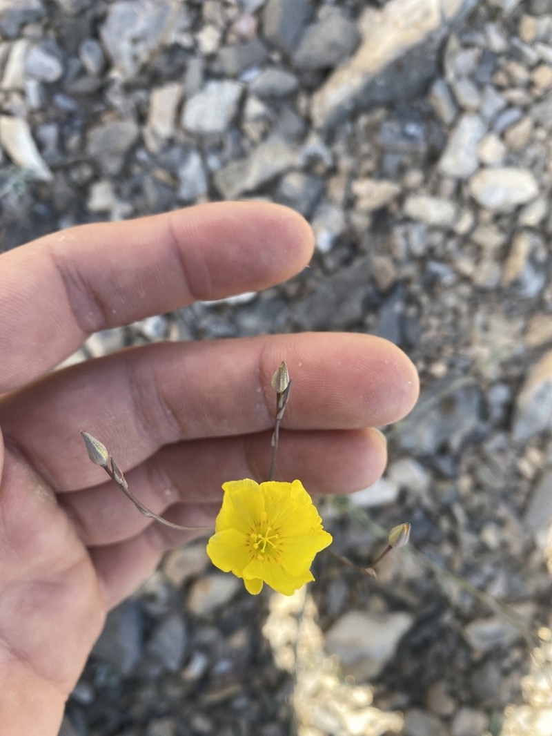 Sprucemont Flax photo 7