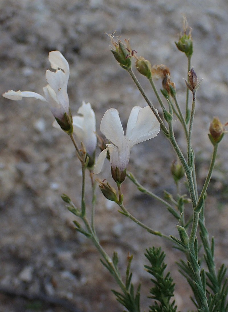 Linum suffruticosum subsp. castroviejoi