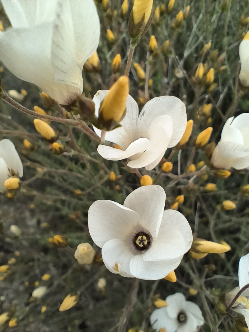 Linum suffruticosum subsp. loeflingii