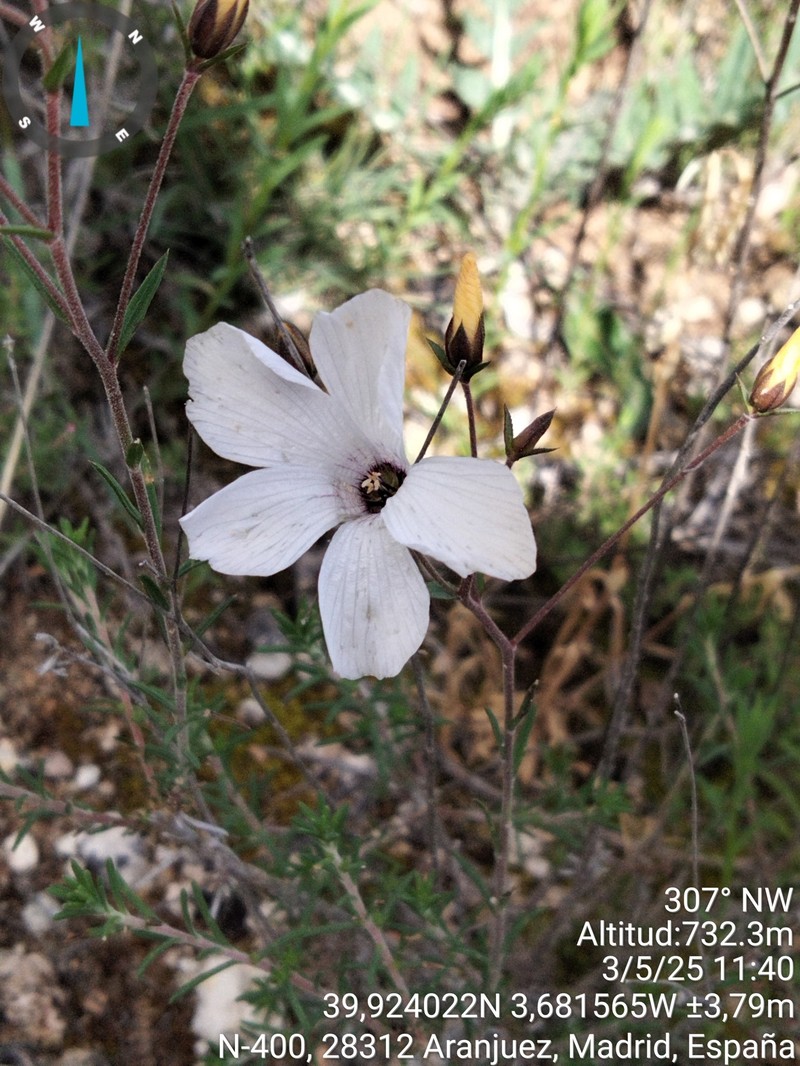 Linum suffruticosum subsp. loeflingii photo 2