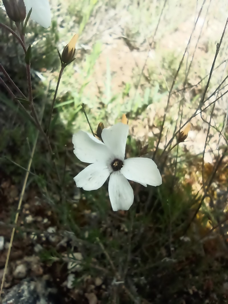 Linum suffruticosum subsp. loeflingii photo 3
