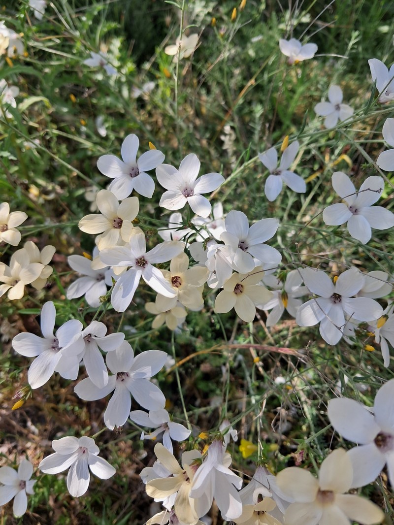 Linum suffruticosum subsp. loeflingii photo 4