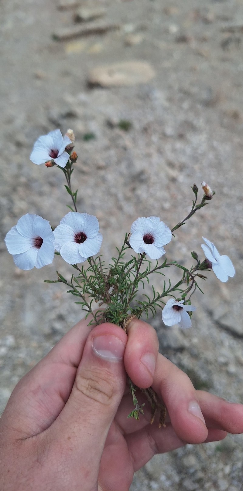 Linum suffruticosum subsp. suffruticosum